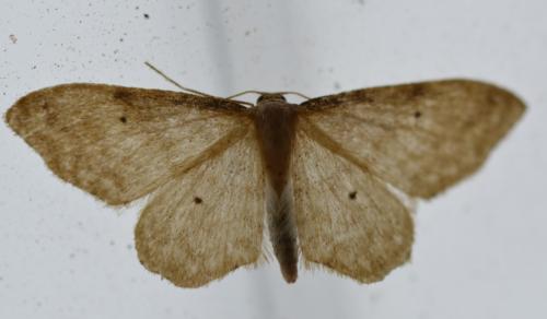 Réf. 261 389 : Idaea fuscovenosa